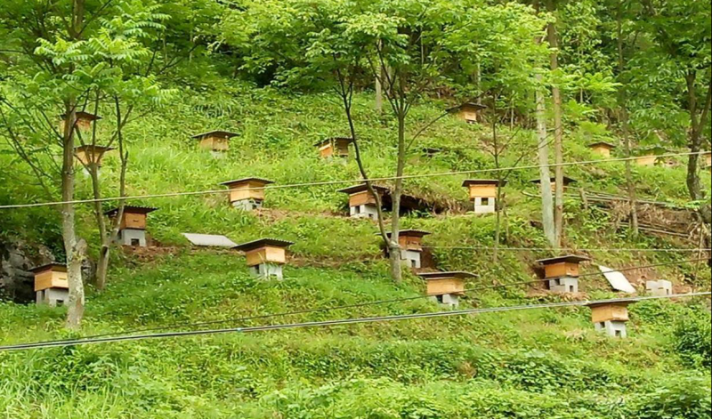 苏家河村委会新项目，重塑乡村魅力，引领地方发展新篇章