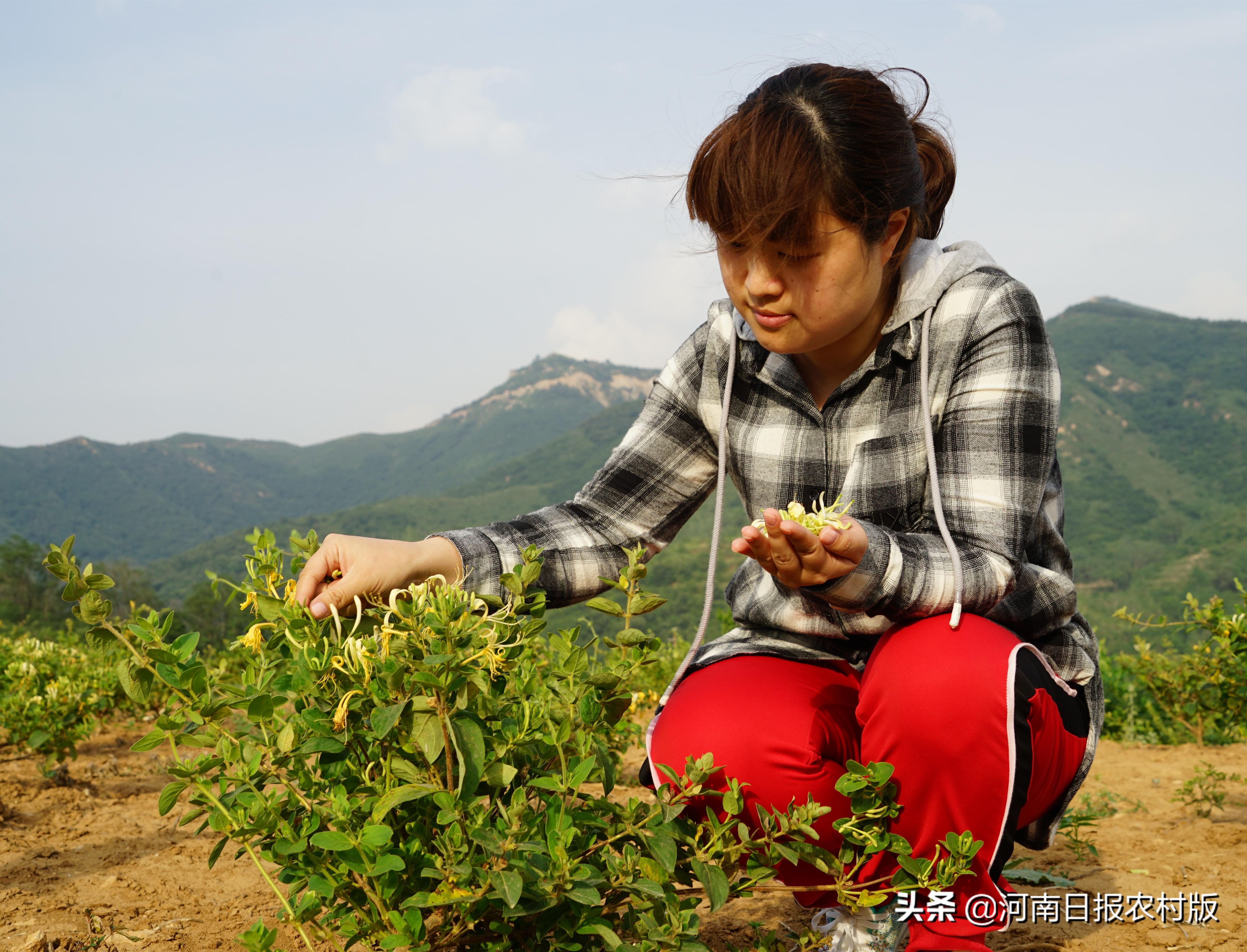 封丘县数据和政务服务局最新发展规划深度探讨