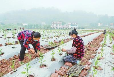 广安区防疫检疫站最新招聘信息详解